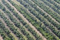 Olive tree field in Tarragona, Catalonia, Spain Royalty Free Stock Photo