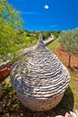 Olive tree field and traditional Istrian Kazun stone hut view Royalty Free Stock Photo