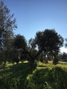 Olive tree field