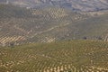 Olive tree fields in Andalusia. Spanish agricultural harvest landscape Royalty Free Stock Photo