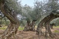 Olive tree fields in Andalusia. Spanish agricultural harvest landscape Royalty Free Stock Photo