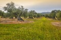 Olive tree fields in Andalusia. Spanish agricultural harvest landscape Royalty Free Stock Photo