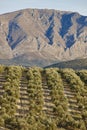 Olive tree fields in Andalusia. Spanish agricultural harvest landscape Royalty Free Stock Photo