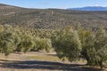 Olive tree fields in Andalusia. Spanish agricultural harvest landscape Royalty Free Stock Photo