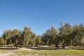 Olive tree fields in Andalusia. Spanish agricultural harvest landscape. Jaen Royalty Free Stock Photo