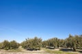 Olive tree fields in Andalusia. Spanish agricultural harvest landscape. Jaen Royalty Free Stock Photo