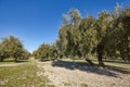 Olive tree fields in Andalusia. Spanish agricultural harvest landscape. Spain Royalty Free Stock Photo