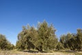 Olive tree fields in Andalusia. Spanish agricultural harvest landscape. Jaen Royalty Free Stock Photo