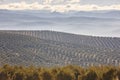 Olive tree fields in Andalusia. Spanish agricultural harvest landscape Royalty Free Stock Photo