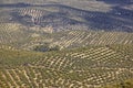 Olive tree fields in Andalusia. Spanish agricultural harvest landscape. Spain Royalty Free Stock Photo
