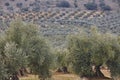 Olive tree fields in Andalusia. Spanish agricultural harvest landscape. Spain Royalty Free Stock Photo