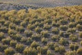 Olive tree fields in Andalusia. Spanish agricultural harvest landscape. Spain Royalty Free Stock Photo