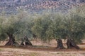 Olive tree fields in Andalusia. Spanish agricultural harvest landscape. Spain Royalty Free Stock Photo