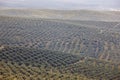 Olive tree fields in Andalusia. Spanish agricultural harvest landscape. Spain Royalty Free Stock Photo