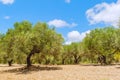 Olive tree fields with red soil Royalty Free Stock Photo