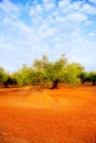 Olive tree fields in red soil in Spain Royalty Free Stock Photo