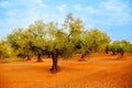Olive tree fields in red soil in Spain Royalty Free Stock Photo