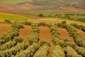 Olive tree fields in Toledo. Spanish agricultural harvest landscape Royalty Free Stock Photo