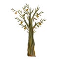 Olive tree flat vector illustration isolated on white background. Royalty Free Stock Photo