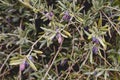 Olive tree foliage with fruits Royalty Free Stock Photo