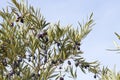 Olive tree foliage with fruits Royalty Free Stock Photo