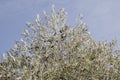 Olive tree foliage with fruits Royalty Free Stock Photo