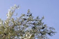 Olive tree foliage with fruits Royalty Free Stock Photo