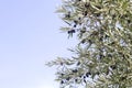 Olive tree foliage with ripe fruits Royalty Free Stock Photo