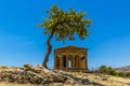 An olive tree frames the Temple of Concordia in the ancient Sicilian city of Agrigento Royalty Free Stock Photo