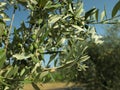 Olive tree with fresh green fruits outdoors on sunny day Royalty Free Stock Photo