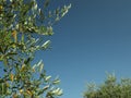 Olive tree with fresh green fruits outdoors on sunny day, space for text Royalty Free Stock Photo