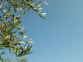 Olive tree with fresh green fruits outdoors on sunny day, space for text Royalty Free Stock Photo