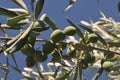 Olive tree with fresh green olives on a branch with fruits and leaves with deep blue sky in the background. Royalty Free Stock Photo