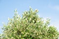 Olive tree frond with flowers.