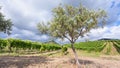 Olive tree in front of vineyards in Etna region Royalty Free Stock Photo