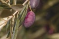 Olive tree fruits in the tree Royalty Free Stock Photo