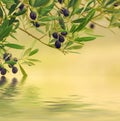 Olive tree with fruits Royalty Free Stock Photo