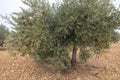 Olive tree with fruits Royalty Free Stock Photo