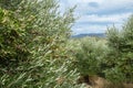 Olive tree full with olives. Olive branches with fruits on them. Olives harvesting at Crete, Greece. Fresh olives