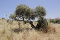 Olive tree on the Galillea hill. Royalty Free Stock Photo