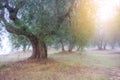 Olive tree garden Royalty Free Stock Photo