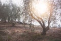 Olive tree garden Royalty Free Stock Photo