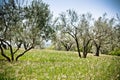 Olive tree garden Royalty Free Stock Photo