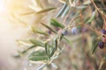 Olive tree garden Royalty Free Stock Photo