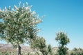 Olive tree garden. Royalty Free Stock Photo