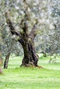 Olive tree in a garden. Pistoia - Italy Royalty Free Stock Photo