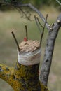 Olive tree grafting Royalty Free Stock Photo