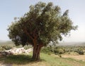 Olive tree in Greece Royalty Free Stock Photo