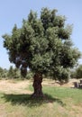 Olive tree in Greece Royalty Free Stock Photo