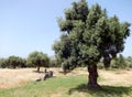 Olive tree in Greece Royalty Free Stock Photo